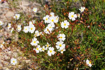 Wildflowers (Cistus libanotis)