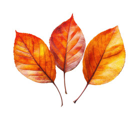 Falling leaves in autumn colors nature isolated on transparent background