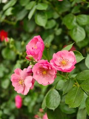 Rosebud Walls in Chinese Cities

