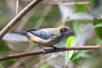 A Burnished-buff Tanager at a local zoo
