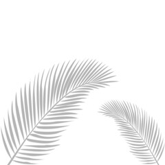 Palm leaf shadow on transparent banner background. Palm tree branch overlay effect. Shadow of tropical plant leaves. Spring summer design elements on transparent background, palm leaf png