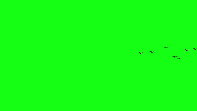 A flock of birds are flying together, flying birds flock silhouettes, group of birds in the sky on green screen	