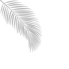 Palm leaf shadow on transparent banner background. Palm tree branch overlay effect. Shadow of tropical plant leaves. Spring summer design elements on transparent background, palm leaf png