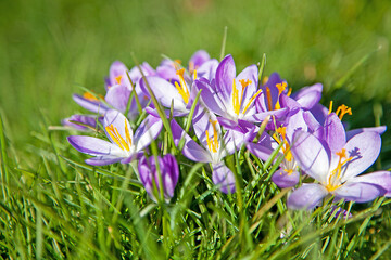 Frühlingsblumen