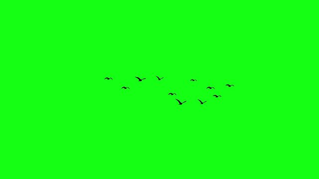 Flock of flying birds, Flying birds silhouettes, bird flying on green screen