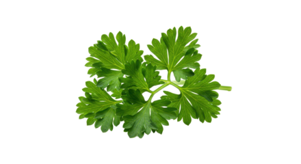 Parsley sprig floating in darkness a vibrant green garnish against the void