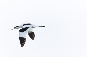 Pied avocet Recurvirostra avosetta in a marsh in Brittany