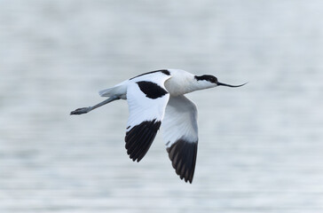 Pied avocet Recurvirostra avosetta in a marsh in Brittany