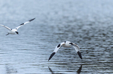 Pied avocet Recurvirostra avosetta in a marsh in Brittany