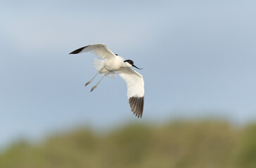 Pied avocet Recurvirostra avosetta in a marsh in Brittany