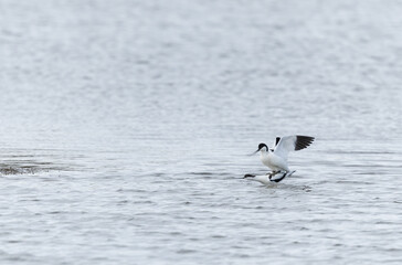 Pied avocet Recurvirostra avosetta in a marsh in Brittany