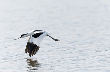 Pied avocet Recurvirostra avosetta in a marsh in Brittany