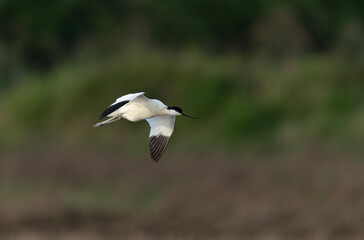 Pied avocet Recurvirostra avosetta in a marsh in Brittany