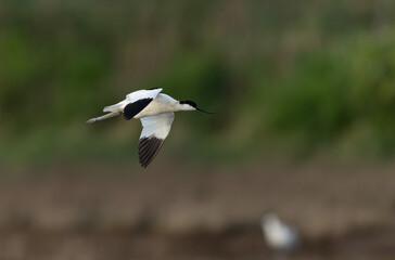 Pied avocet Recurvirostra avosetta in a marsh in Brittany