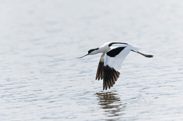 Pied avocet Recurvirostra avosetta in a marsh in Brittany