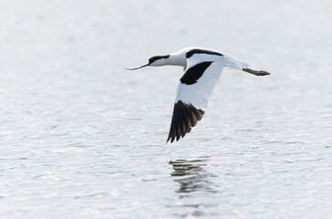 Pied avocet Recurvirostra avosetta in a marsh in Brittany