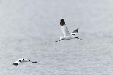 Pied avocet Recurvirostra avosetta in a marsh in Brittany