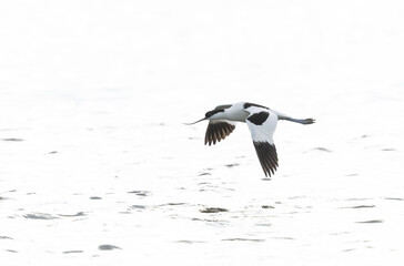Pied avocet Recurvirostra avosetta in a marsh in Brittany
