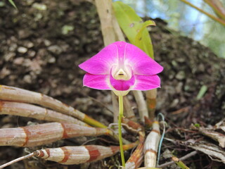Cooktown orchid or mauve butterfly orchid, Dendrobium orchid flower.