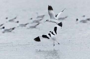 Pied avocet Recurvirostra avosetta in a marsh in Brittany