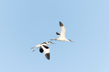 Pied avocet Recurvirostra avosetta in a marsh in Brittany