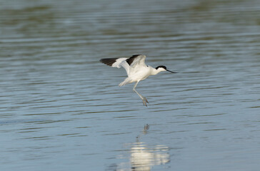 Pied avocet Recurvirostra avosetta in a marsh in Brittany