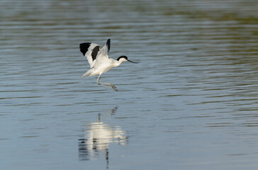 Pied avocet Recurvirostra avosetta in a marsh in Brittany