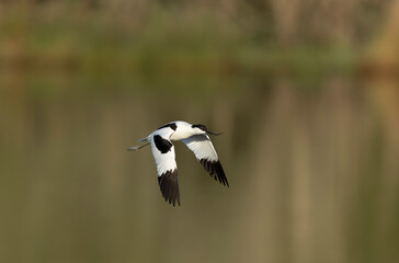 Pied avocet Recurvirostra avosetta in a marsh in Brittany