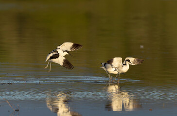 Pied avocet Recurvirostra avosetta in a marsh in Brittany