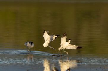 Pied avocet Recurvirostra avosetta in a marsh in Brittany
