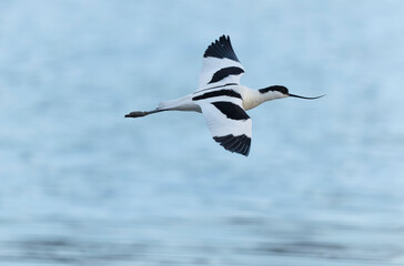 Pied avocet Recurvirostra avosetta in a marsh in Brittany