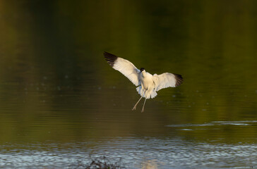 Pied avocet Recurvirostra avosetta in a marsh in Brittany