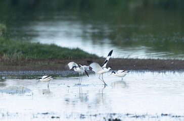 Pied avocet Recurvirostra avosetta in a marsh in Brittany
