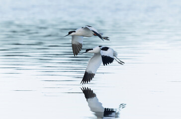 Pied avocet Recurvirostra avosetta in a marsh in Brittany