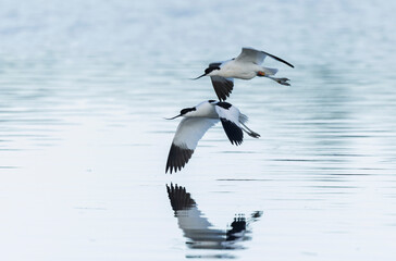 Pied avocet Recurvirostra avosetta in a marsh in Brittany