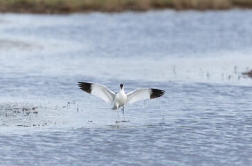 Pied avocet Recurvirostra avosetta in a marsh in Brittany