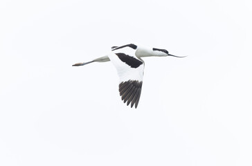 Pied avocet Recurvirostra avosetta in a marsh in Brittany