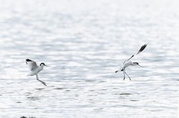 Pied avocet Recurvirostra avosetta in a marsh in Brittany