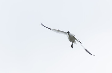 Pied avocet Recurvirostra avosetta in a marsh in Brittany