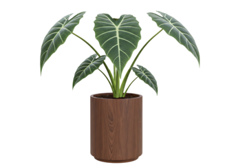 Alocasia Plant with Broad Leaves in a Wooden Planter, Isolated on White