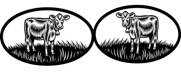 Fototapeta premium Cattle farmer feeding a herd of cows on an organic and sustainable farm outdoors on a sunny day. A caring agriculture expert or animal lover breeding livestock and taking care of it of farmland