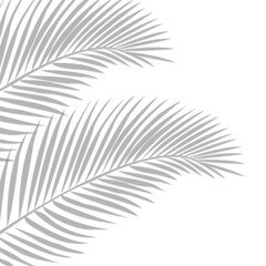 Palm leaf shadow on transparent banner background. Palm tree branch overlay effect. Shadow of tropical plant leaves. Spring summer design elements on transparent background, palm leaf png