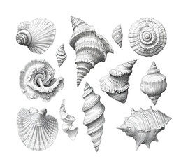 Discover beautiful shells in nature collection marine environment isolated on transparent background