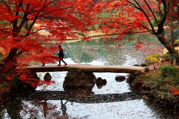 A tourist walking on a stone bridge over a pond under fiery maple foliage in the autumn forest of beautiful Rikugi-en Park, a traditional Japanese garden famous for vibrant fall colors in Tokyo, Japan
