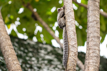 Obraz premium Marmoset monkey in a tree in an urban environment in Brazil