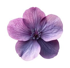 Delicate purple flower bloom nature botanical isolated on transparent background