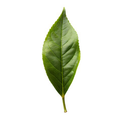 Fototapeta premium Single Green Leaf Image on transparent background