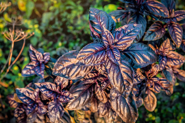 Blue organic basil leaves in the garden