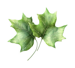 Nature action leaves organic design minimalist environment isolated on transparent background