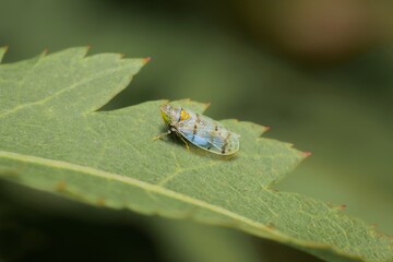 little Leafhopper Japananus hyalinus on a leaf